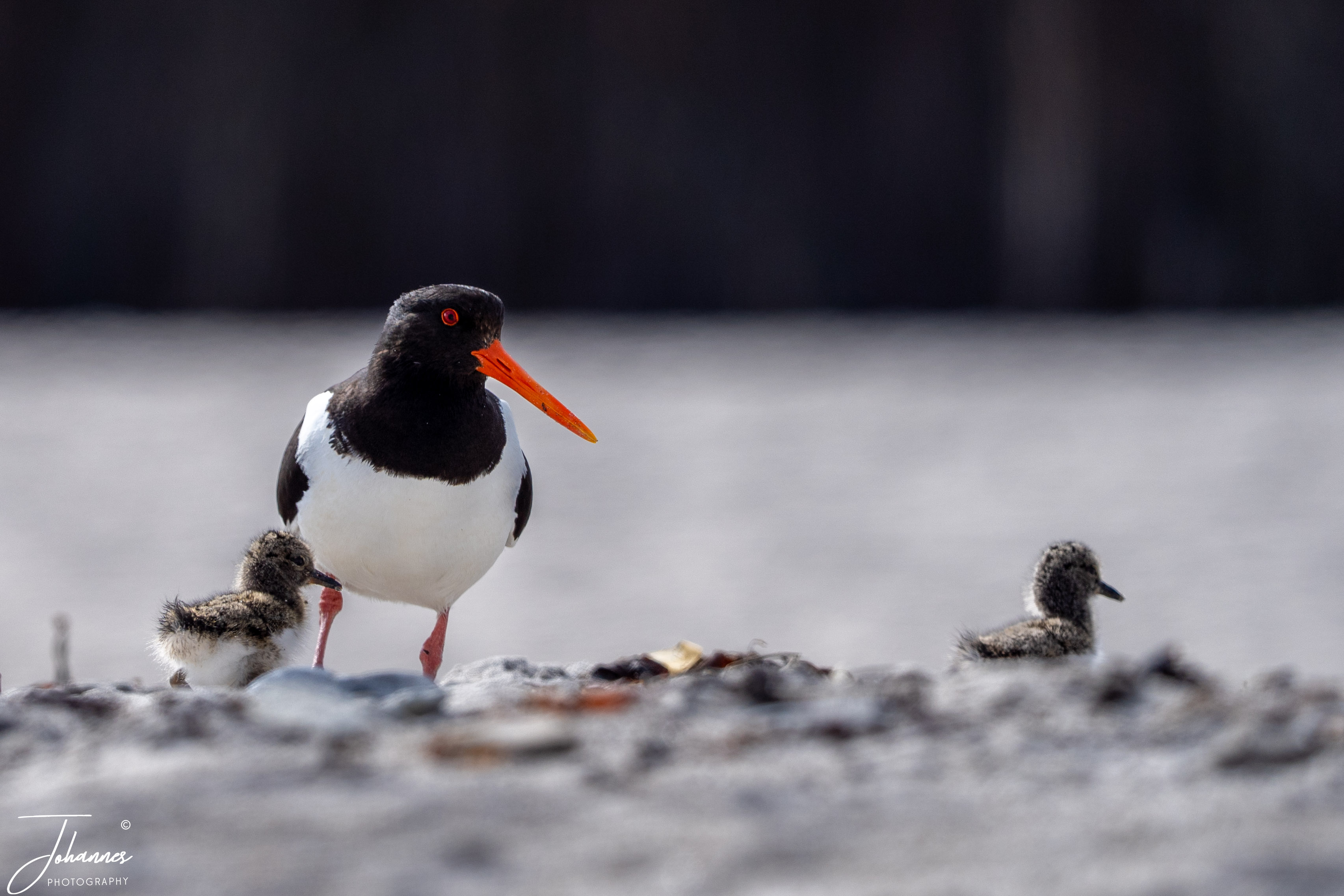 Een volwassen scholekster beschermt haar twee jonge pluizige kuikens op het strand tijdens het broedseizoen.