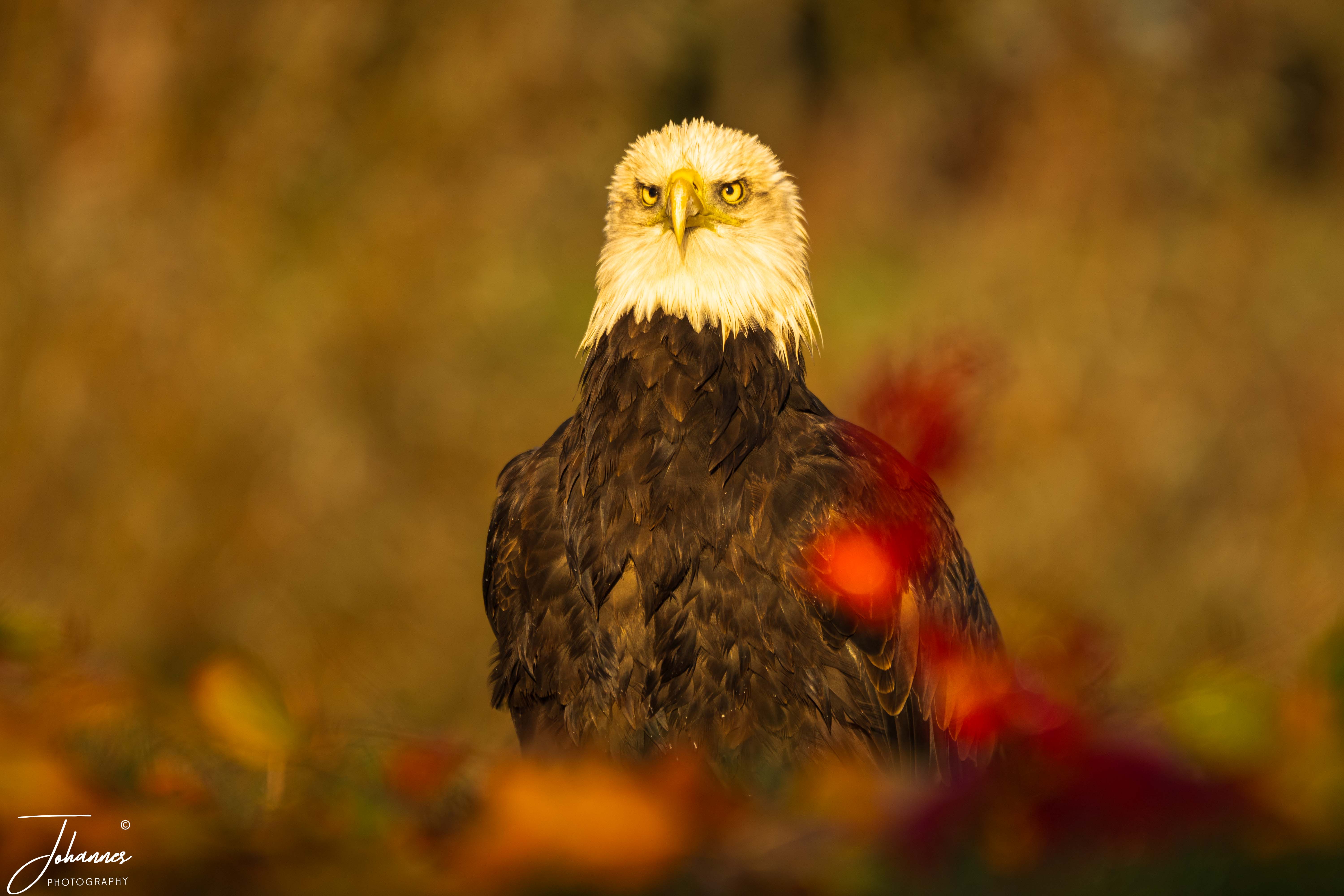 An intense, eye-level portrait of a majestic Bald Eagle (Haliaeetus leucocephalus) bathed in warm golden hour light, framed by softly blurred red and amber autumn leaves. This striking raptor photograph highlights the bird's iconic white head and piercing stare, evoking dignity, power, and freedom.