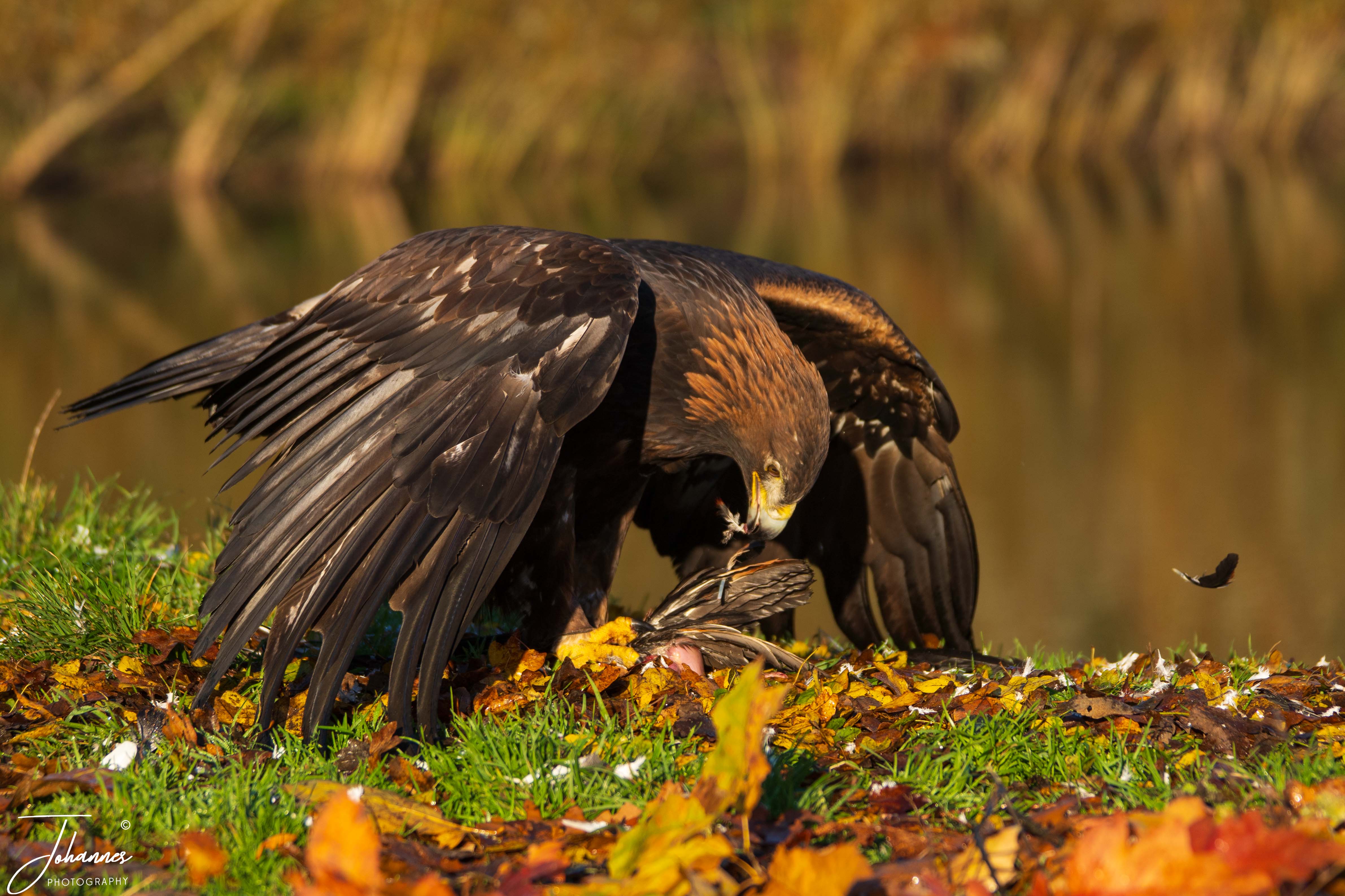 A powerful action capture of a Golden Eagle (Aquila chrysaetos) mantling its large wings over fresh prey along a grassy riverbank covered in fallen golden autumn leaves. The dramatic posture and focused gaze convey wild power, dominance, and primitive survival instincts.