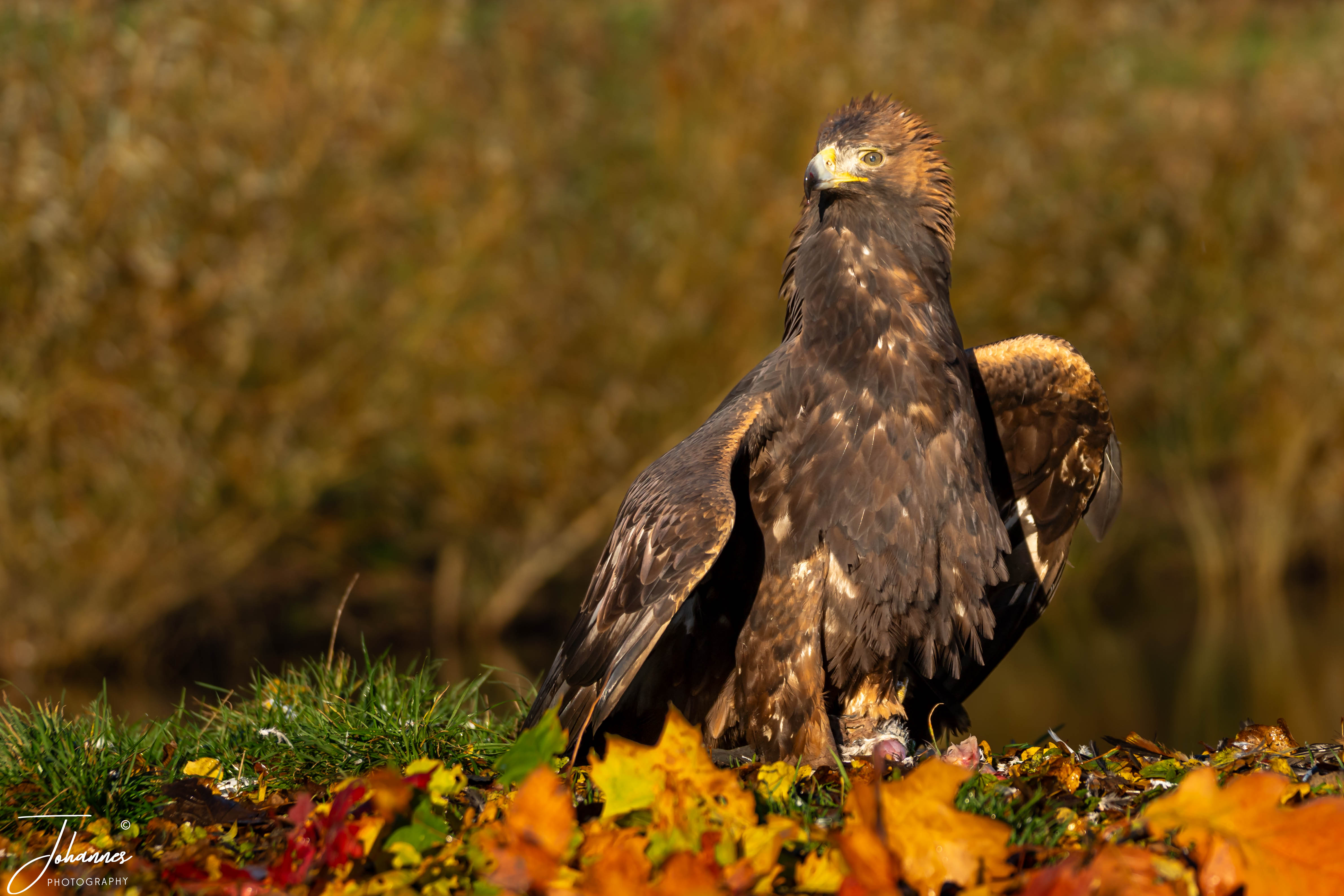 A majestic Golden Eagle (Aquila chrysaetos) stands proudly on a carpet of golden autumn leaves, spreading its wings to shield its catch in the warm sunlight. Captured in a natural environment, this striking bird photography image evokes feelings of power, alertness, and raw wild beauty.