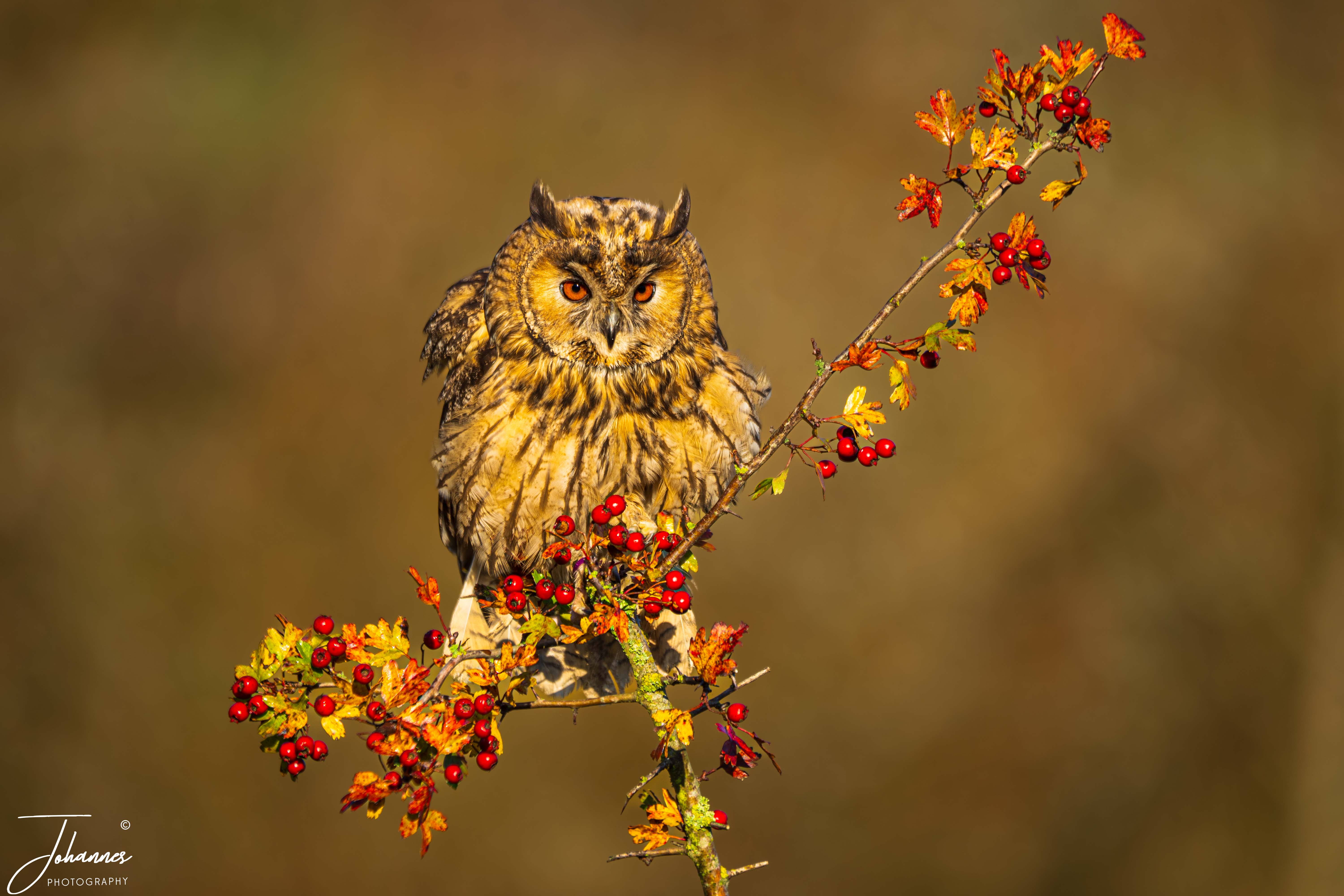 A beautiful portrait of a Long-Eared Owl (Asio otus) perched quietly on a hawthorn branch filled with vibrant red berries and warm golden autumn leaves. Bathed in soft golden hour sunlight, its intense bright orange eyes create a feeling of peaceful curiosity, wisdom, and wild woodland mystery.