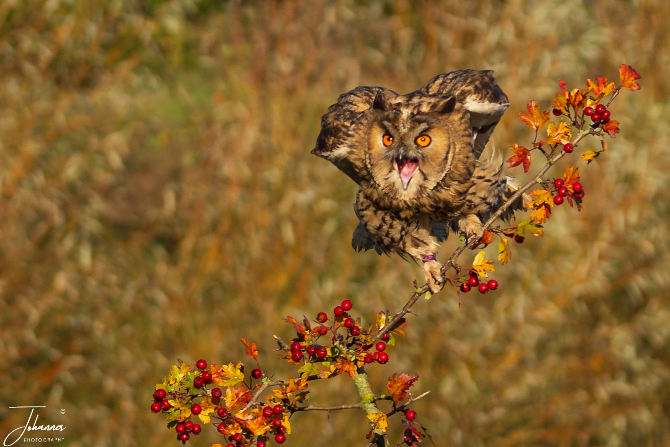 An extraordinary close-up capture of a Long-Eared Owl (Asio otus) performing an aggressive threat display with its mouth open wide and wings flared on a berry-laden hawthorn branch in autumn. The piercing orange eyes and dramatic posture evoke surprise, intensity, and wild protection.