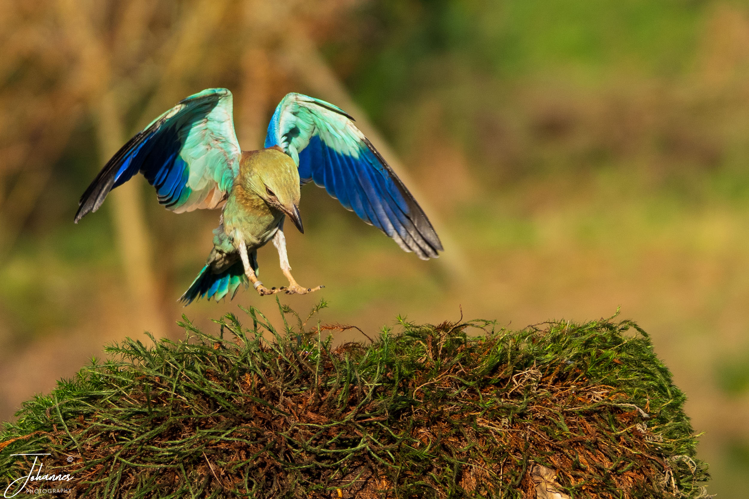 A breathtaking high-speed capture of a colourful European Roller (Coracias garrulus) landing on a mossy log, revealing its brilliant turquoise and sapphire blue wing feathers. Bathed in soft sunlight, this vibrant bird photography shot conveys elegance, color, and dynamic grace.