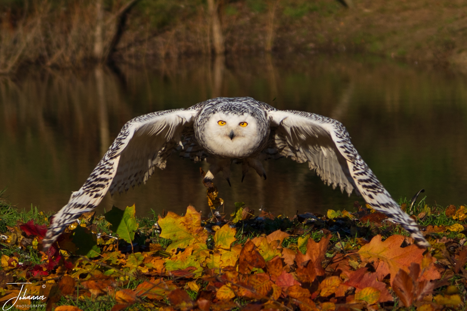 An impressive front-view photograph of a Snowy Owl (Bubo scandiacus) gliding low to the ground with wings outstretched, coming to land among colorful autumn fallen leaves near water. The striking yellow eyes staring directly into the camera convey focus, determination, and intense wild presence.