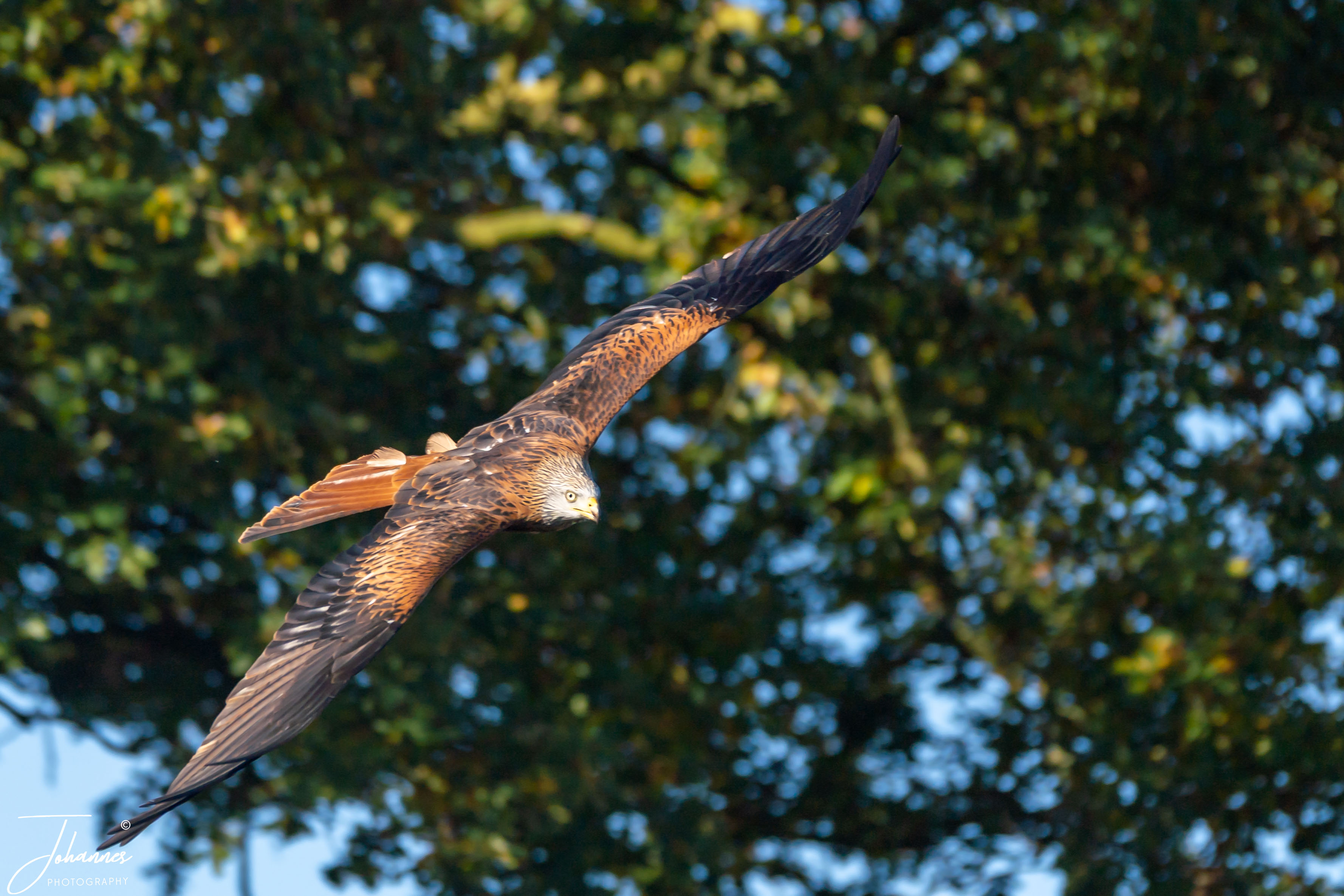 A sharp, dynamic flight capture of a Red Kite (Milvus milvus) banking gracefully in mid-air against a soft bokeh background of green forest trees. Sunlight highlights its distinct rufous tail and underwing pattern, evoking freedom, agility, and aerial mastery.