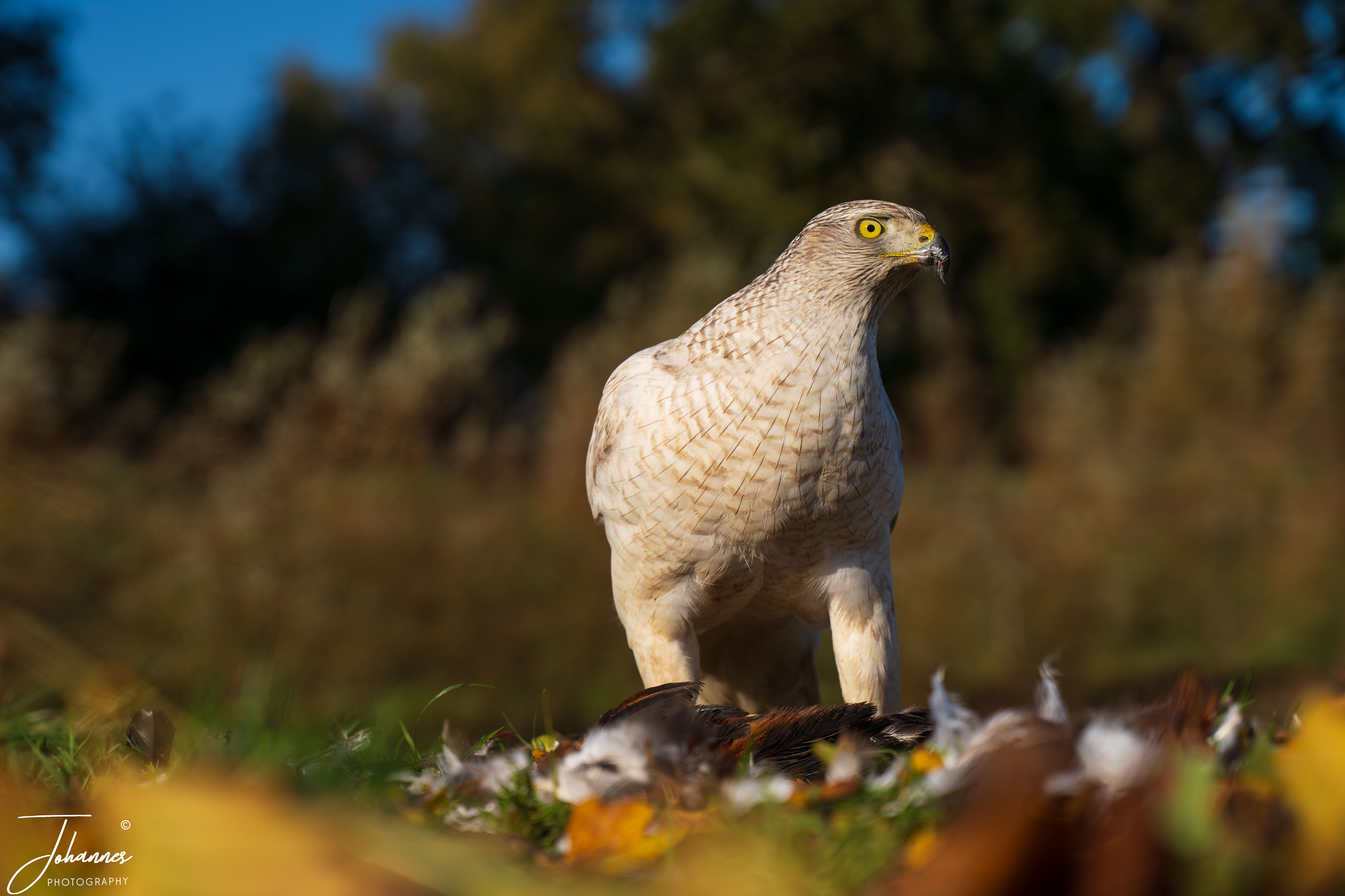 A regal low-angle portrait of a pale white Northern Goshawk (Accipiter gentilis) standing proudly in an open field, scanning its surroundings with sharp yellow eyes after catching prey. Set against soft autumn light, this image captures alertness, predatory poise, and wilderness majesty.