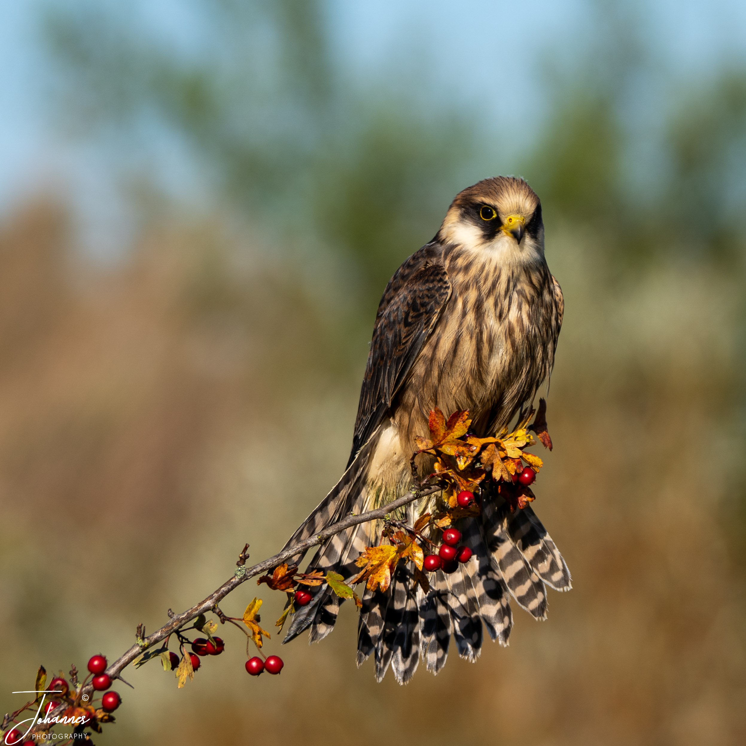 A detailed close-up shot of a juvenile Red-Footed Falcon (Falco vespertinus) perched gracefully on a hawthorn branch filled with bright red autumn berries and golden leaves. The soft background lighting highlights its barred tail feathers and sharp, curious gaze, bringing a feeling of quiet elegance and woodland harmony.