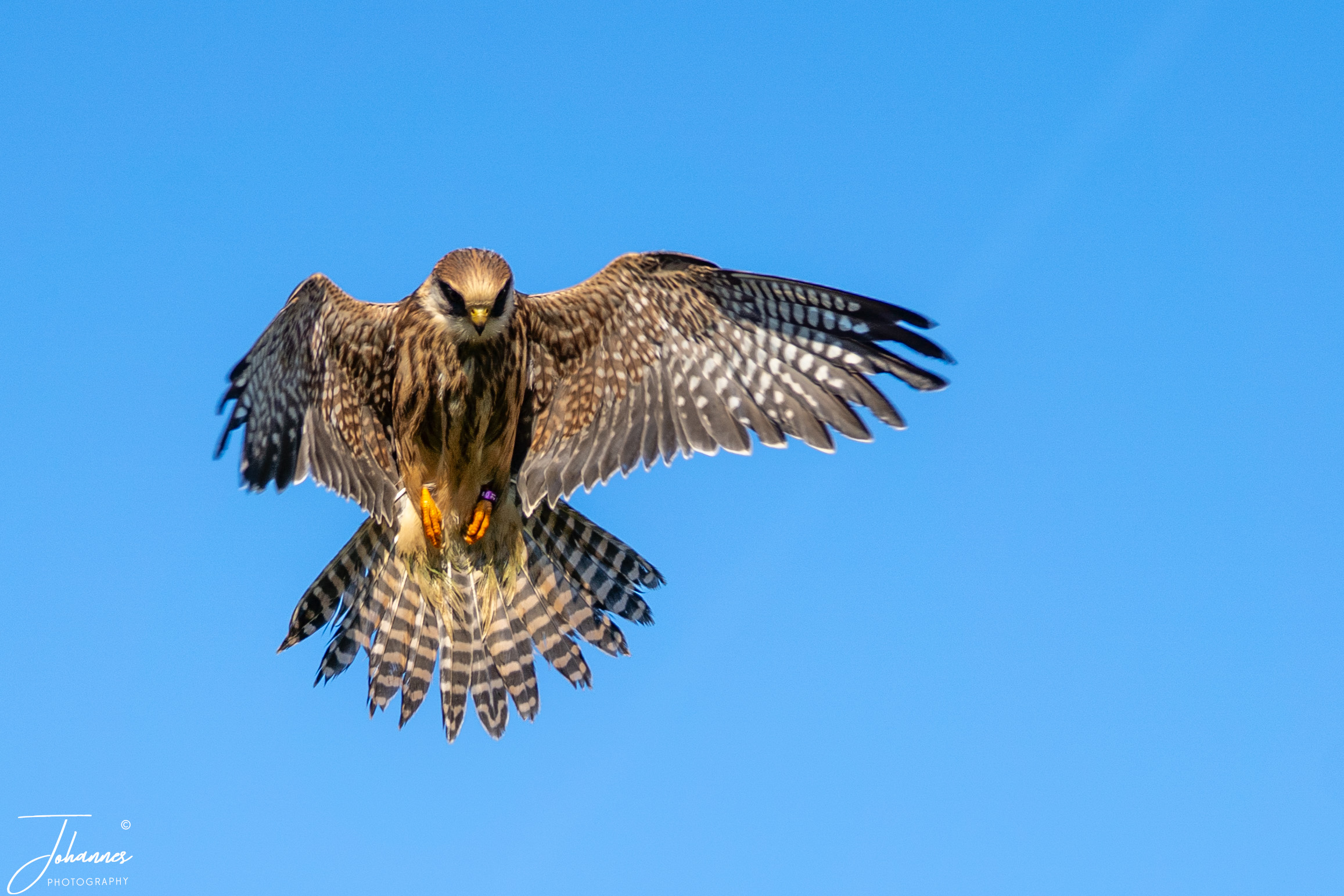 A spectacular action photograph of a juvenile Red-Footed Falcon hovering in mid-flight with wide wings fully spread and tail fanned against a clear blue sky. Captured in crisp focus, this dynamic bird of prey shot evokes freedom, agility, and majestic wild power.
