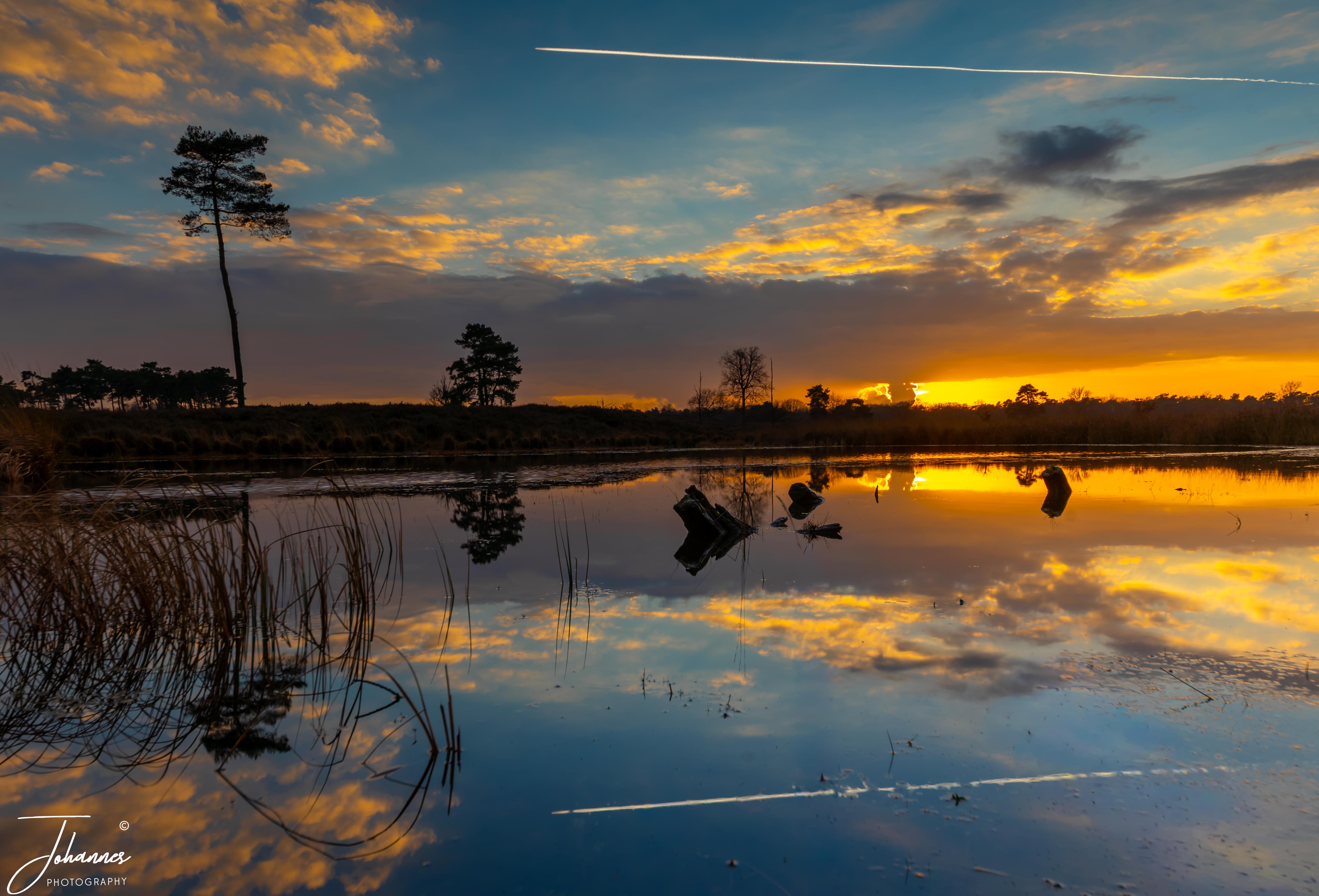 Wide-angle HDR sunset landscape with fiery orange clouds reflecting perfectly on a mirror-like lake surface, framed by reeds and tall pine trees in the Netherlands.