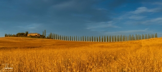 Cipresse laan in Toscane (Bagno Vignoni, SR2) tijdens gouden uur (zonsondergang)