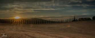 Cipresse laan in Toscane (Bagno Vignoni, SR2) tijdens gouden uur (zonsondergang)