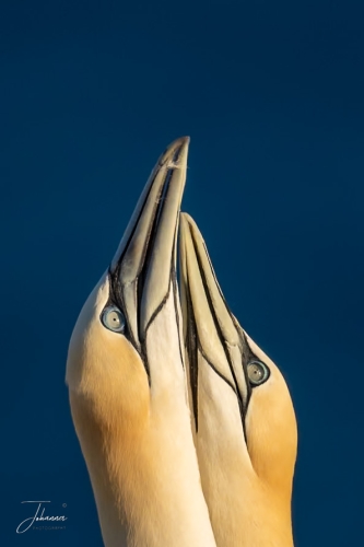 Jan van Gent, verliefd koppeltje starend naar de lucht#0006 Jan van Gent, verliefd koppeltje starend naar de lucht#0006