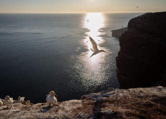 Jan van Genten met ondergaande zon#0008 Jan van Genten met ondergaande zon#0008