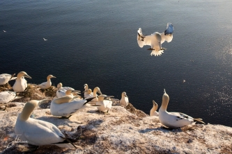 Landende Jan van Gent#0009 Landende Jan van Gent#0009