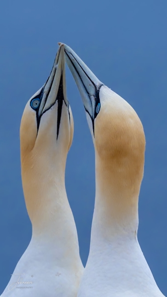 Snaveltje tik met de Jan van Gent.#0010 Snaveltje tik met de Jan van Gent.#0010