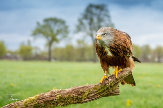 Rode wouw bij de Valk Roofvogels (Lunteren)#0011 Rode wouw bij de Valk Roofvogels (Lunteren)#0011