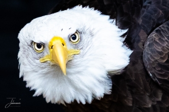 Vitesse, zeearend Hertog bij de Valk roofvogels Lunteren.#0013 Vitesse, zeearend Hertog bij de Valk roofvogels Lunteren.#0013