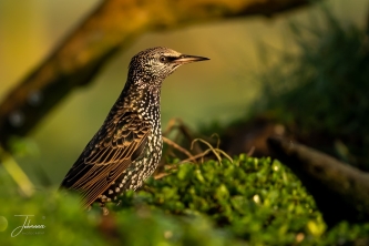 Wat is een gewone spreeuw toch een mooie vogel#0016 Wat is een gewone spreeuw toch een mooie vogel#0016