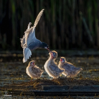 Jong geleerd oud gedaan#0022 Jong geleerd oud gedaan#0022