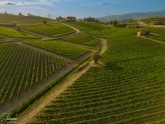Driving through Tuscane is a pleasure. You see lots of wine fields and olive trees. At this location, the fields line up perfectly.