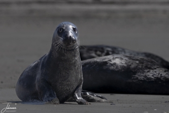 Bedenkelijke zeehond#0032 Bedenkelijke zeehond