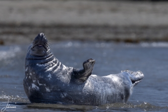 Hou doe... en tot ziens denkt deze zeehond#0033 Hou doe... en tot ziens denkt deze zeehond