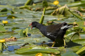 Waterhoentje op Dune (Helgoland)#0035 Waterhoentje op Dune (Helgoland)