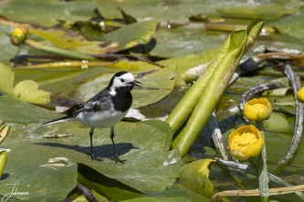 Grijze kwikstaart op Dune (Helgoland)#0036 Grijze kwikstaart op Dune (Helgoland)
