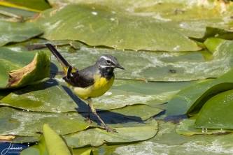 Gele kwikstaart op Dune (Helgoland)#0037 Gele kwikstaart op Dune (Helgoland)