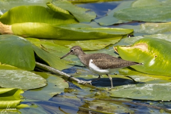 Kleine geelpootruiter op jacht naar voedsel#0038 Kleine geelpootruiter op jacht naar voedsel