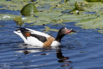Bergeend op Dune (Helgoland)#0039 Bergeend op Dune (Helgoland)