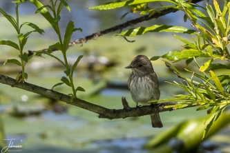 Vliegenvanger op Dune (Helgoland)#0040 Vliegenvanger op Dune (Helgoland)