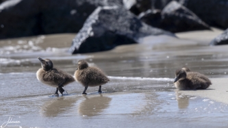 Follow me.. I know the way (jonge eendjes)#0041 Follow me.. I know the way (jonge eendjes)