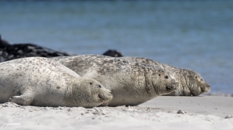 Zeehonden (3 op een rij, Dune, Helgoland)#0042 Zeehonden (3 op een rij, Dune, Helgoland)