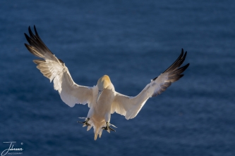 Landende Jan van Gent op Helgoland#0044 Landende Jan van Gent op Helgoland