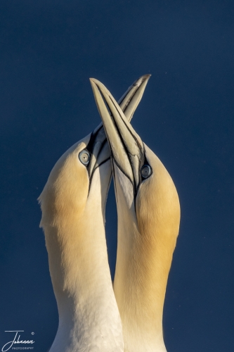 Liefkozend paartje Jan van Genten op Helgoland#0046 Liefkozend paartje Jan van Genten op Helgoland