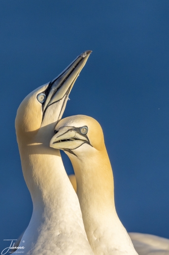 Liefkozend paartje Jan van Genten op Helgoland#0048 Liefkozend paartje Jan van Genten op Helgoland