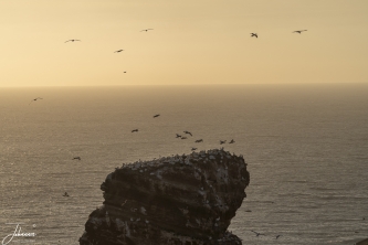 Zwerm Jan van Genten op Lange Anna (Helgoland) met gouden uur.#0049 Zwerm Jan van Genten op Lange Anna (Helgoland) met gouden uur.