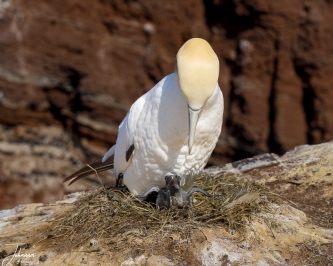 Jan van Gent met kuiken (jong)#0050 Jan van Gent met kuiken (jong)