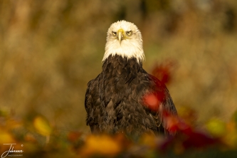 Vitesse, zeearend Hertog bij de Valk roofvogels Lunteren.