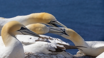 Bekvechtende Jan van Genten op Helgoland#0051 Bekvechtende Jan van Genten op Helgoland