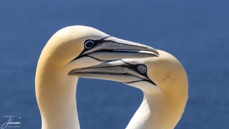 Liefkozende Jan van Gent#0052 Liefkozende Jan van Gent