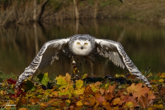 Sneeuwuil#0098 Sneeuwuil