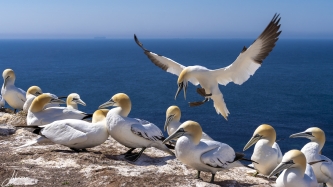 Bekvechtende Jan van Gent land in de kolonie op Helgoland#0053 Bekvechtende Jan van Gent land in de kolonie op Helgoland
