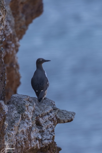 Zeekoet op uitkijk (Lange Anna, Helgoland)#0054 Zeekoet op uitkijk (Lange Anna, Helgoland)