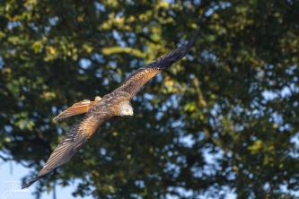 Wouw schiert langs de boomgrens#0099 Wouw schiert langs de boomgrens