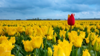 Mooi rood is niet lelijk