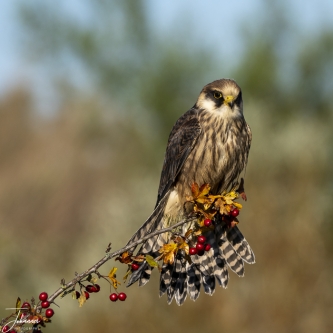 Boomvalk#0102 Boomvalk