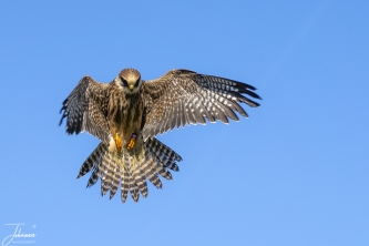 Boomvalk#0103 Boomvalk