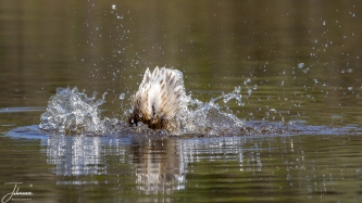 Effe badderen#0066 Effe badderen